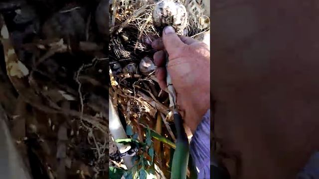 (63)Начинаем убирать чеснок, 15 июля. Советы. смотреть онлайн