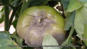 Что делать, если на помидорах появились коричневые пятна: фото пораженных томатов и пути их спасен.