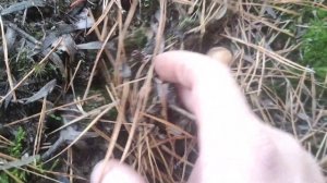 Первые дни зимы, собираю грибы, вешенка, рядовка зелёная и серая. 05.12.2021г.