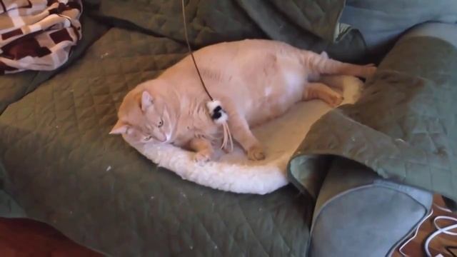 Которыбалка ?