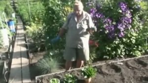 Подготовка почвы под посадку земляники