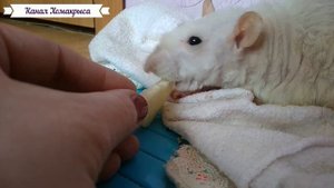 У КРЫСЫ ОТКАЗЫВАЮТ ЛАПЫ Старая крыса Старость крыс КАНАЛ ПРО ЖИВОТНЫХ Домашние декоративные крыс