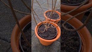 Метельчатая Гортензия Magical Fire..?