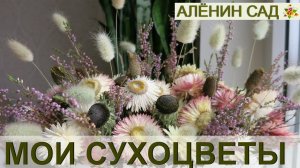 БЕССМЕРТНИКИ, РУДБЕКИЯ И ЗАЯЧИЙ ХВОСТ - СУХОЦВЕТЫ В МОЕМ САДУ / Букет из сухоцветов / 3. Цветение