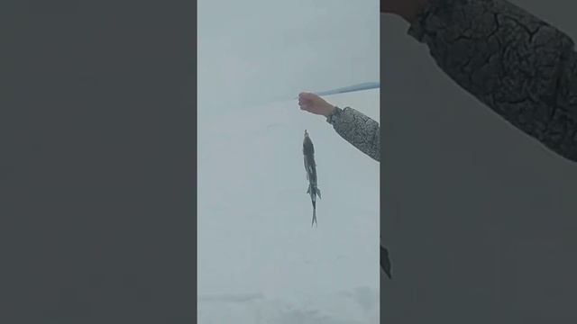 Лещ к 8 марта смотреть онлайн