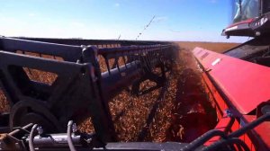 Зерноуборочный комбайн RSM 161 на уборке сои в Амурской области