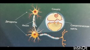 Физиология мозга. нервная клетка.