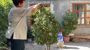 Обрезка Фикуса Бенджамина в начале осени.. Продолжаю формировать крону.