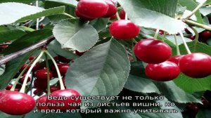 Исследуем полезные свойства листьев вишни и противопоказания для организма