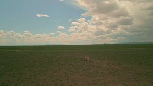 Вид на грани исчезновения. Видео охота на Сайгаков.