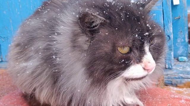 я - обладатель самых лучших животных. смотреть онлайн