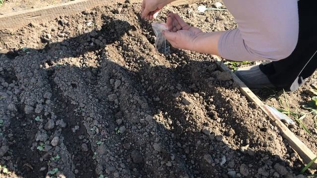 Тонкости посадки лука   чернушки На севок