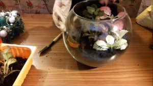 DIY: Флорариум самый простой и красивый/ЗАСНЕЖЕННЫЙ САД