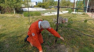 Формировка винограда и нормировка побегами. Выламываю лишние почки и побеги на укрывном винограде.