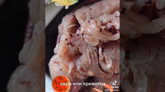 скумбрия и криль. еда для скумбрии