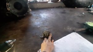 Вездеход тайпан