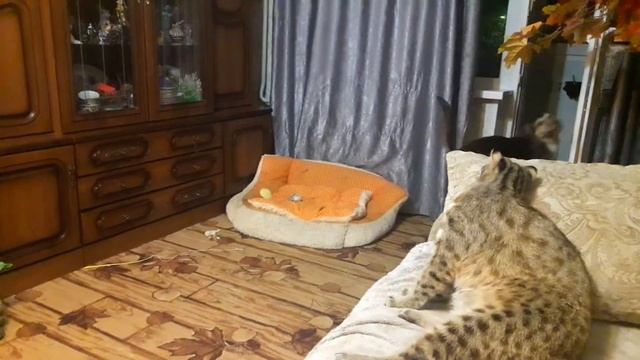 СЛАДКИЙ СОН ДАЛЬНЕВОСТОЧНОГО КОТА НАФАНИ смотреть онлайн