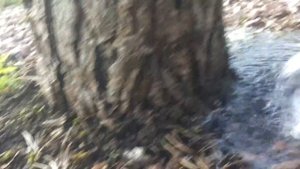 Полив деревьев с помощью баблера