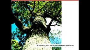 Ориентирование по местным предметам