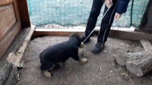 Немецкая овчарка. Щенку 2 месяца.German Shepherd. The puppy is 2 months old.