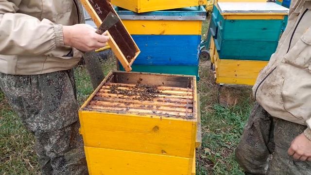 Многокорпусной улей, подготовка пчелосимей к зимовке ч 2 Корма.