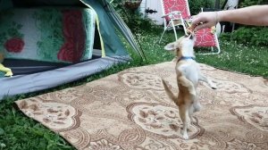 Чихуахуа на даче | РУБРИКА чихуахуа Торри