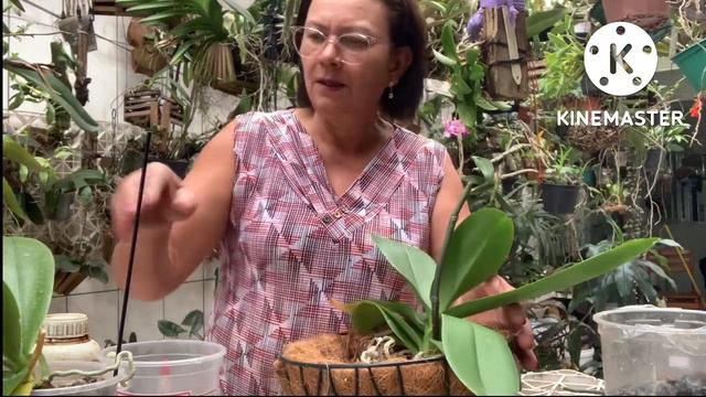 Orquidea Phalaenopsi No Cachepô Com Fibra De Coco! смотреть онлайн