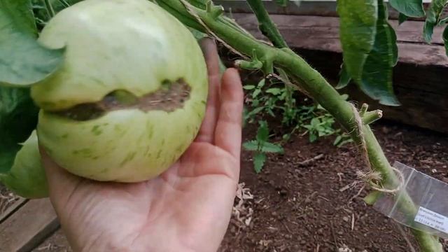 Обзор сортов томатов в теплице, 27 августа 2023 г. смотреть онлайн