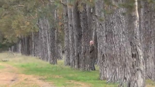 Богородичная аллея в Дивеево. Сосновый коридор возле Царского скита.