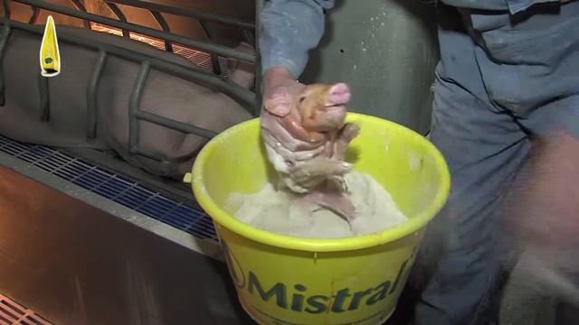 Mistral – осушитель подстилки для новорожденных – окунание смотреть онлайн