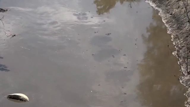 «ПРИРОДА МОЖЕТ ОБОЙТИСЬ БЕЗ ЧЕЛОВЕКА, А ОН БЕЗ НЕЁ-НЕТ!». Экологические проблемы реки Бык.Кишинев. смотреть онлайн