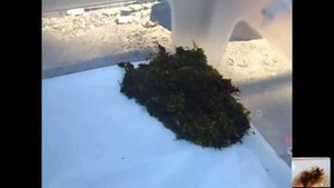 Переселяю улиток ахатин на мат. Мох для улиток