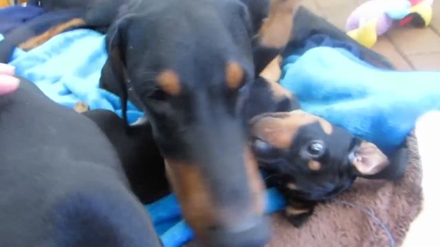 Doberman Puppies: Birth to 8 weeks old