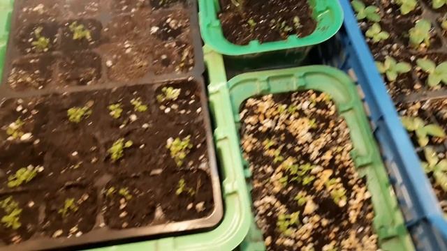 СКОЛЬКО ПОМЕСТИЛОСЬ РАССАДЫ У МЕНЯ В ДОМАШНИХ УСЛОВИЯХ. ОБЗОР ВСЕХ РАСТЕНИЙ. смотреть онлайн