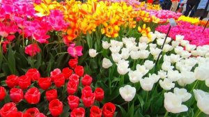 Keukenhof 2022 | Keukenhof Gardens and Tulip Fields Tour | Keukenhof is open for 2022