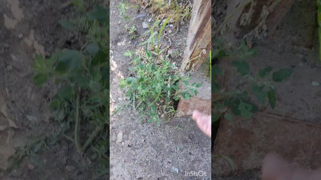 Наши, теперь домашние, хвостики радуются жизни#ЛикаХолод#помощьживотным#котики