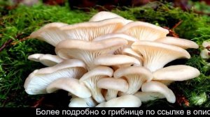 Купить домашнюю грибницу белых грибов для выращивания