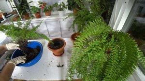 Папоротник Нефролепис. 🌿Размножение.