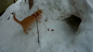 Видео №3 Одеваем на кошку шлейку в первый раз!