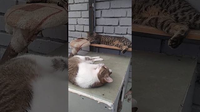 Кошачий Приют. Их последнее пристанище.