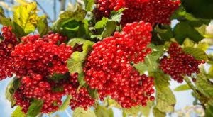 КАЛИНА. ВИА ОРИЗОНТ