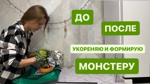 МОНСТЕРА ДО ПОСЛЕ. Как красиво сформировать монстеру. Уход за монстерой. Укоренение Монстеры.