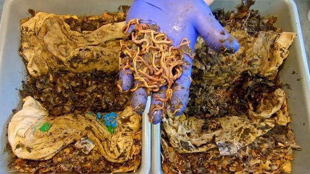 T-shirt test on day 20 in the Euro nightcrawler worm bins - vermicompost смотреть онлайн