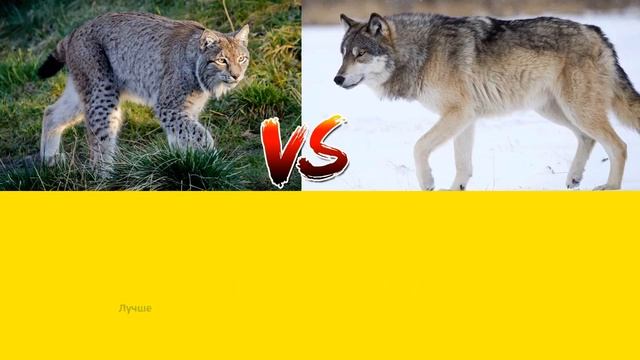 ВОЛК ПРОТИВ РЫСИ LYNX VS WOLF смотреть онлайн