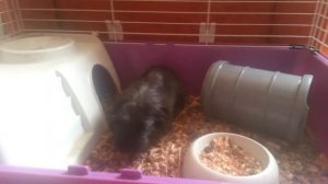 Как отличить мальчика морскую свинку от девочки и как правильно брать из клетки морских свинок ♥