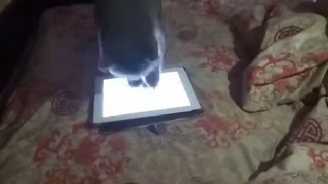 кот игроман))))) смотреть онлайн