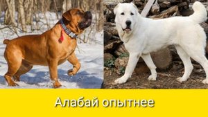 Алабай против Бурбуля! Кто выйдет победителем?!