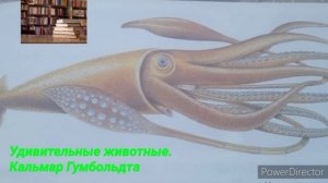 Удивительные животные. Кальмар Гумбольдта.Читает: Абдихалык Нургиса
