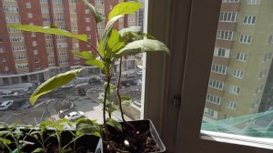 Саженец яблони из семечка через год.