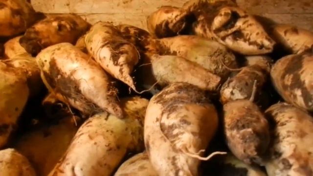 Кормящие самки нутрий. Уход и содержание!